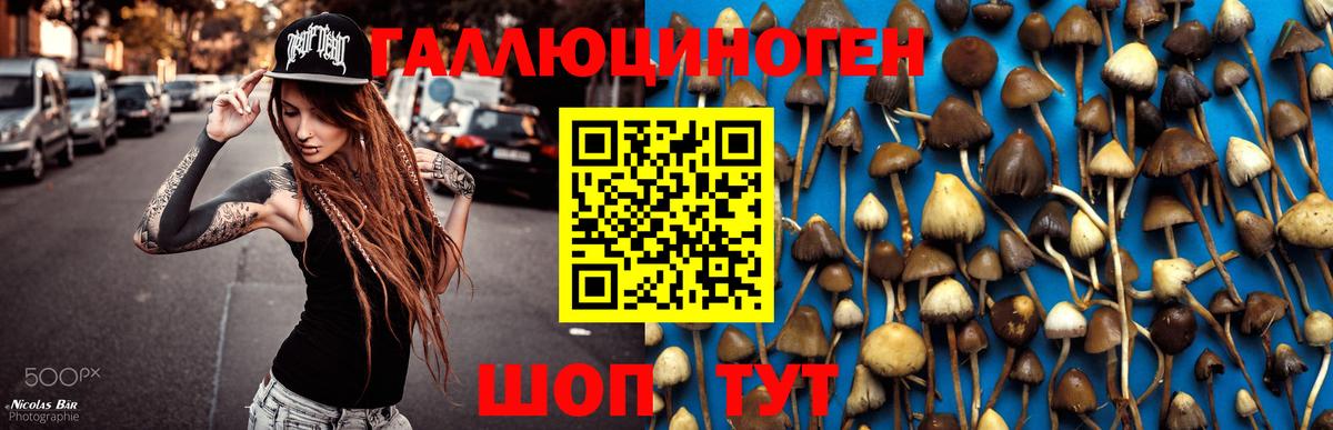 Псилоцибиновые грибы Psilocybine cubensis Дятьково